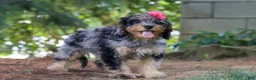 Cavapoo dogs for sale: Roxy - Ad 2