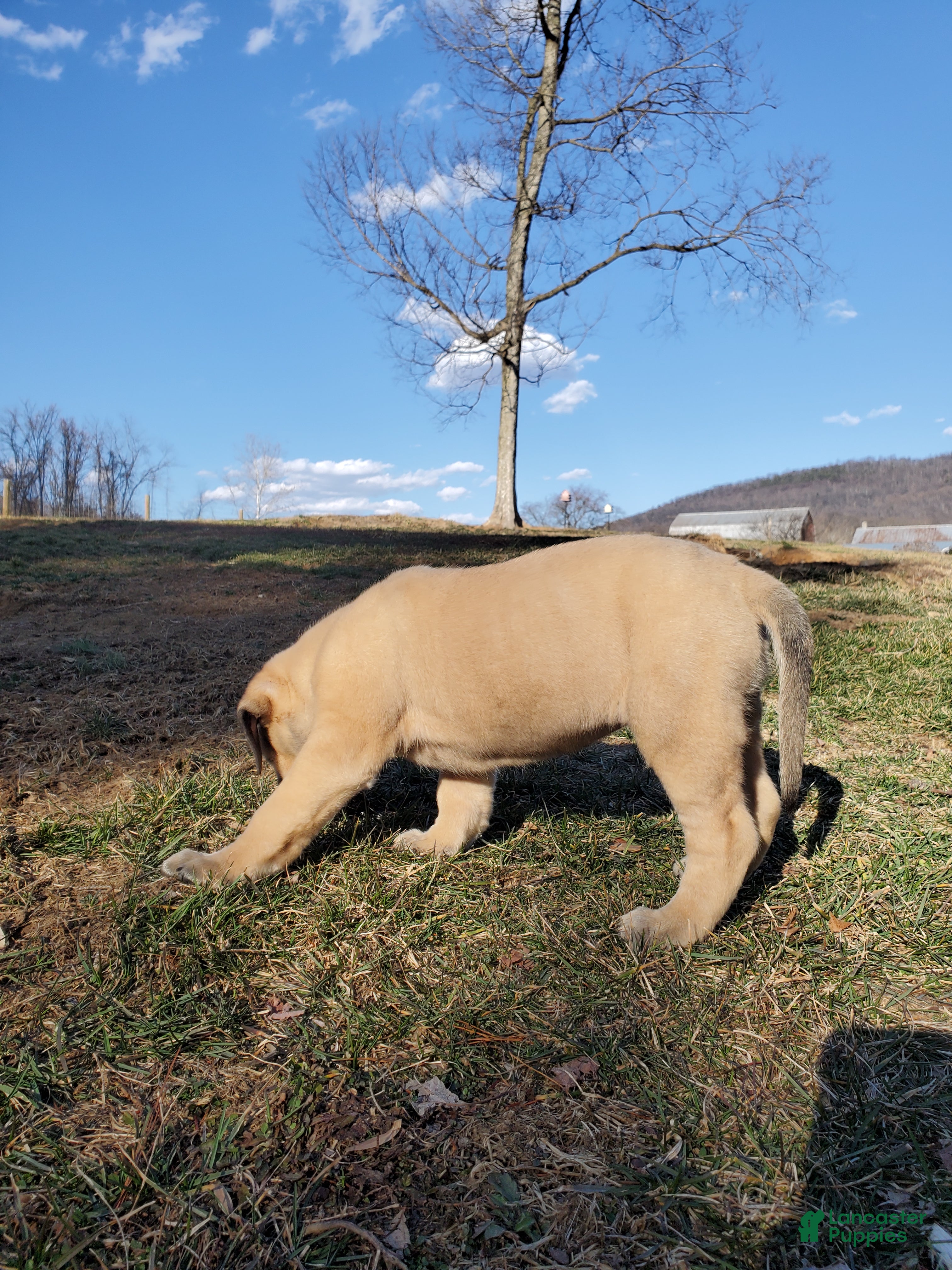 English Mastiff dogs Becky - Ad 2