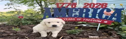 Golden Retriever dogs for sale: Tinker - Ad 1