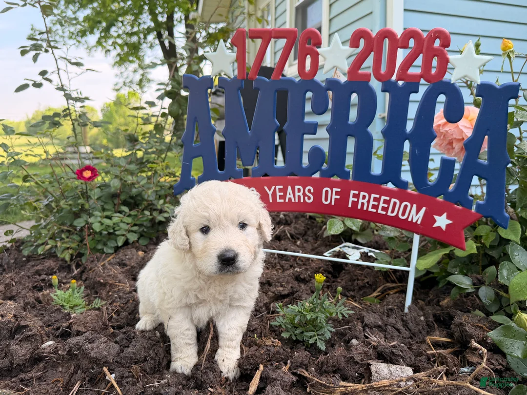 Golden Retriever dogs for sale: Tinker - Ad 1