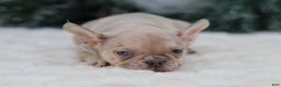 French Bulldog dogs for sale: Fargo - Ad 8