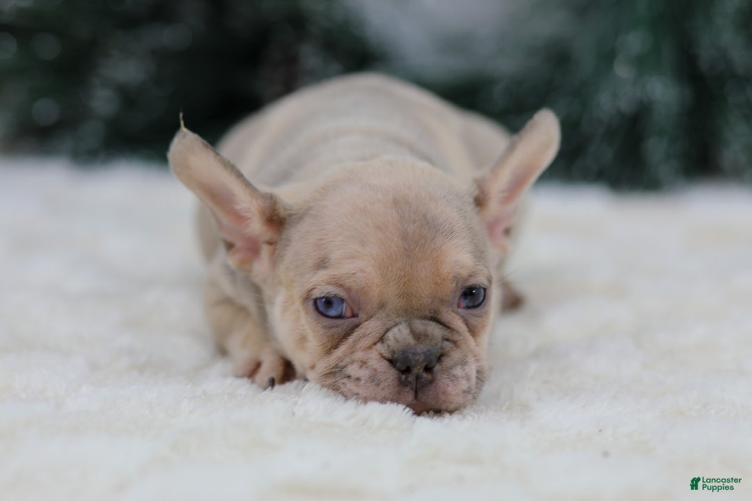 French Bulldog dogs for sale: Fargo - Ad 8