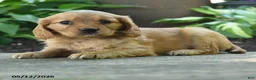 Miniature Golden Retriever dogs for sale: Fay - Ad 3