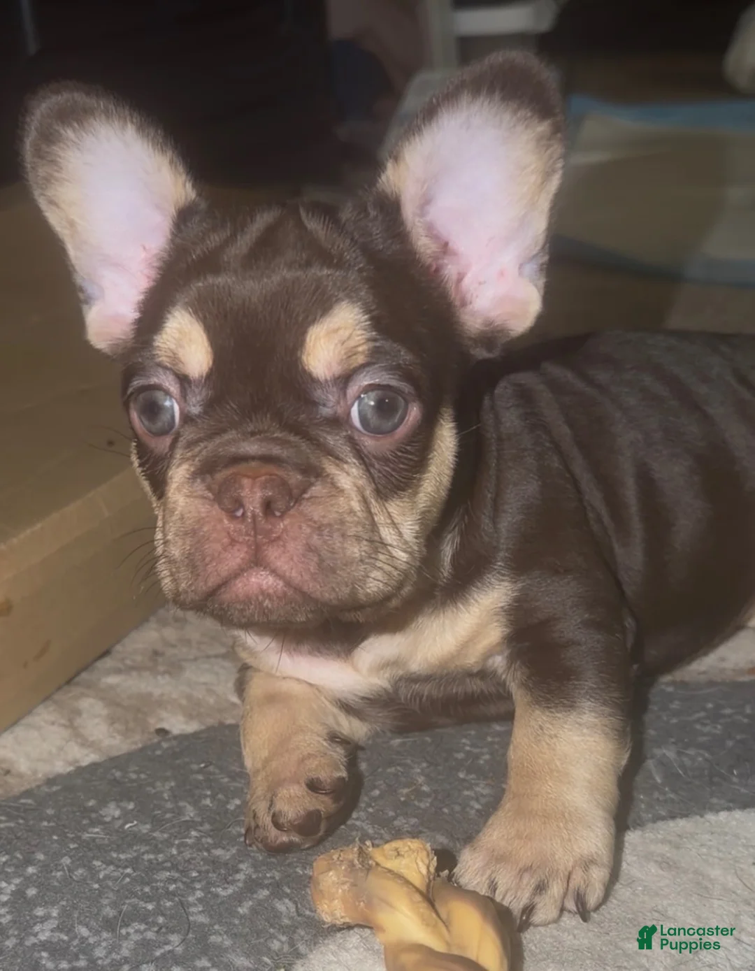 French Bulldog dogs for sale: French Bulldog 2 - Ad 1