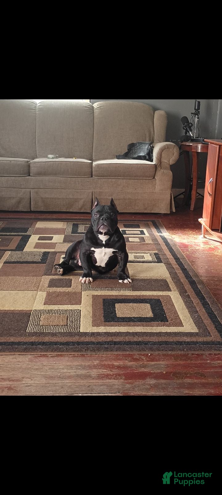 American Bully dogs American Bully 1 - Ad 30