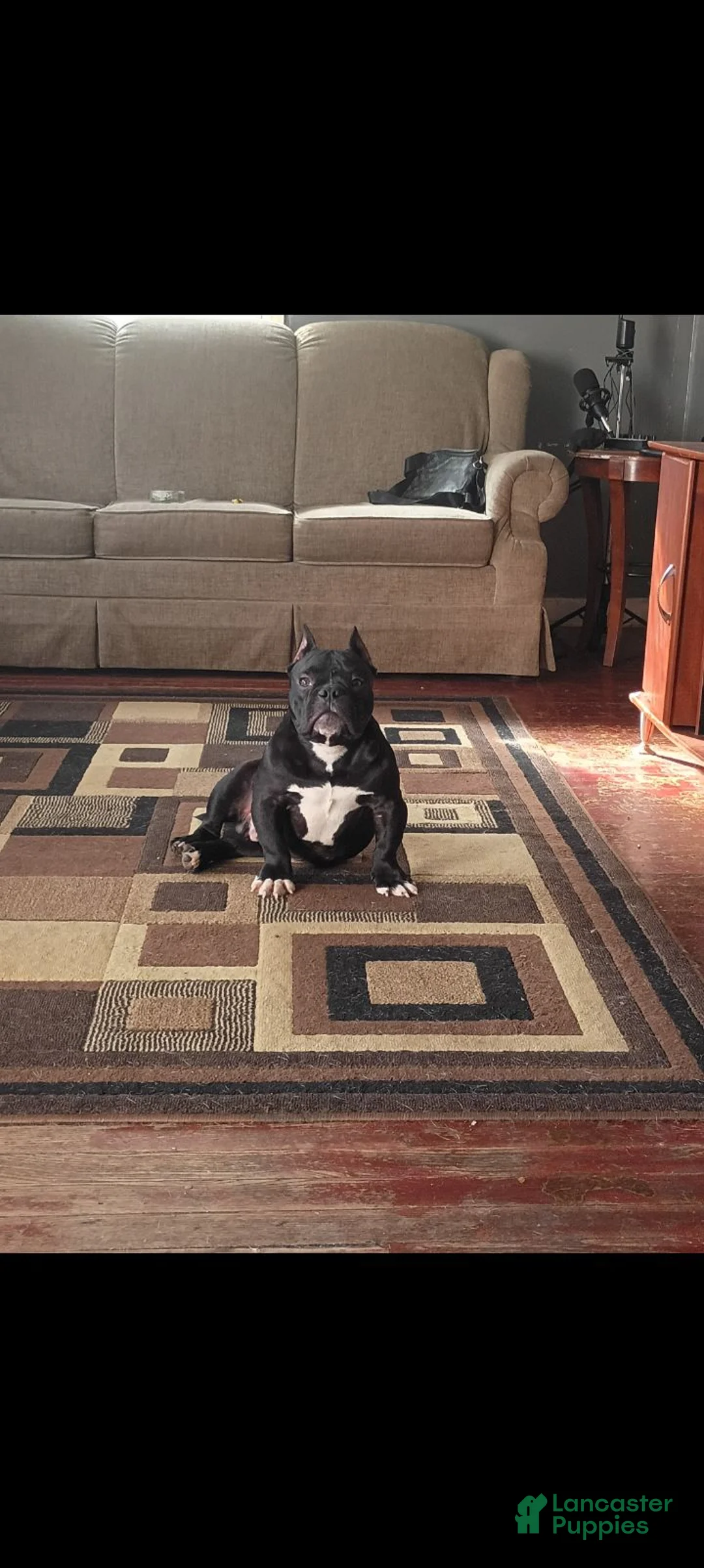American Bully dogs for sale: American Bully 1 - Ad 1