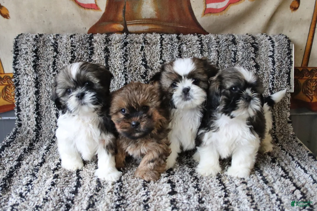 Shih Tzu dogs for sale: Rolo - Ad 3
