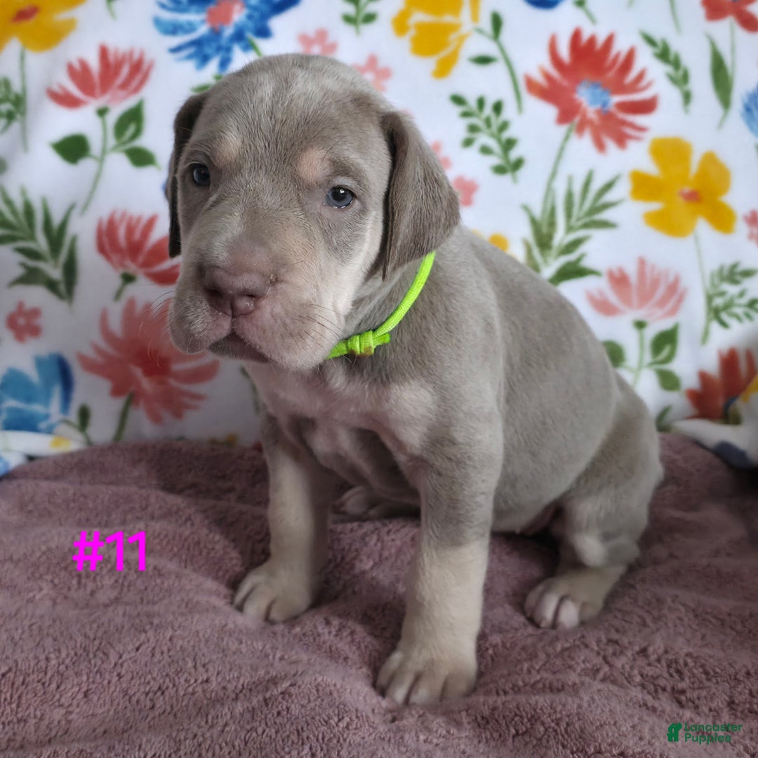 Great Dane dogs for sale: Great Dane Puppy 11 - Ad 6