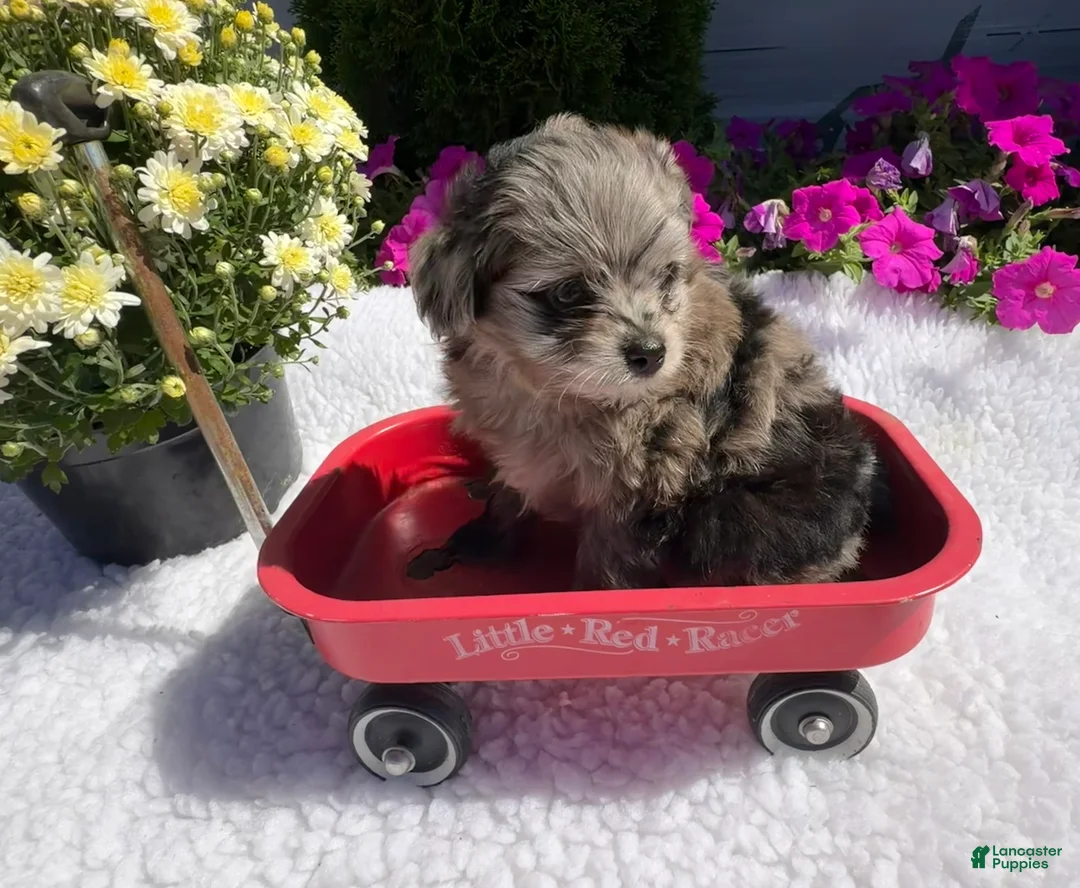 Pomapoo dogs for sale: Kaya - Ad 2