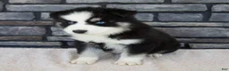 Pomsky dogs for sale: Ramsey - Ad 5