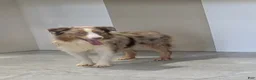 Miniature Australian Shepherd dogs for sale: Finley - Ad 9