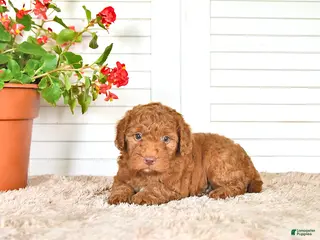 Mini Goldendoodle dogs for sale: Nate - Ad 2