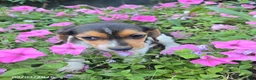 Beagle dogs for sale: Betsy - Ad 4