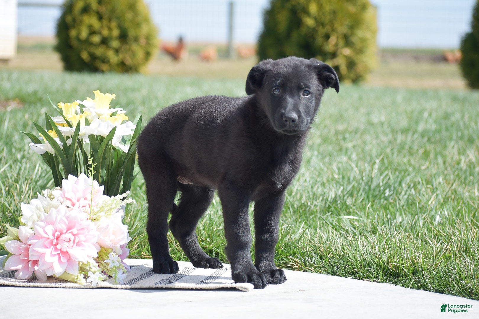 German Shepherd dogs Rosie - Ad 2