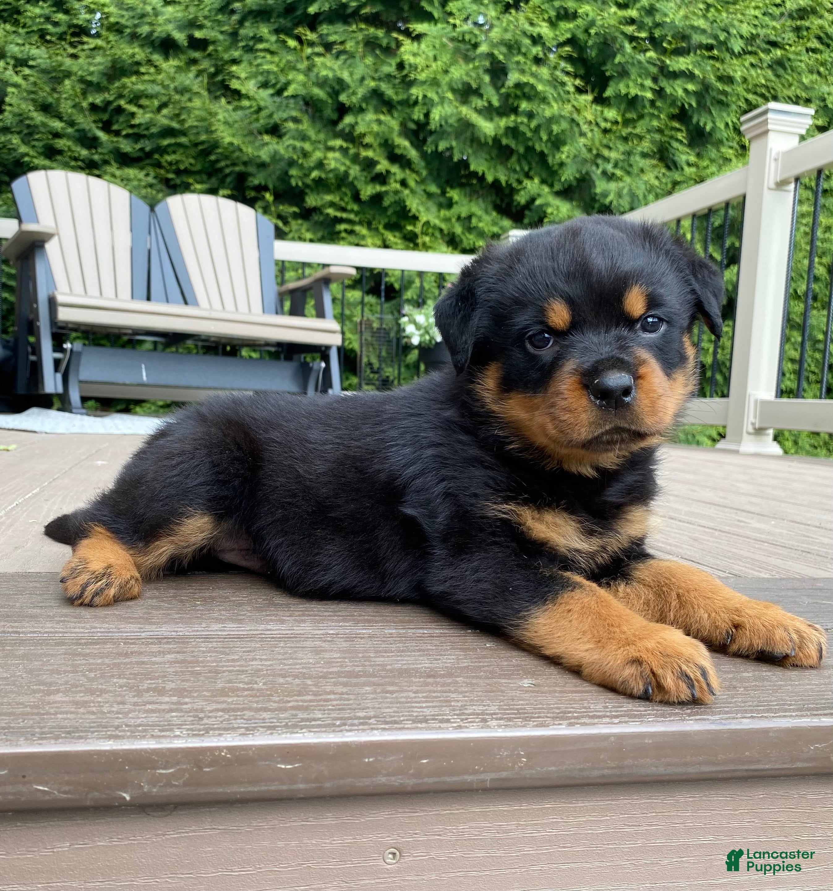 Rottweiler dogs Fretel  - Ad 1