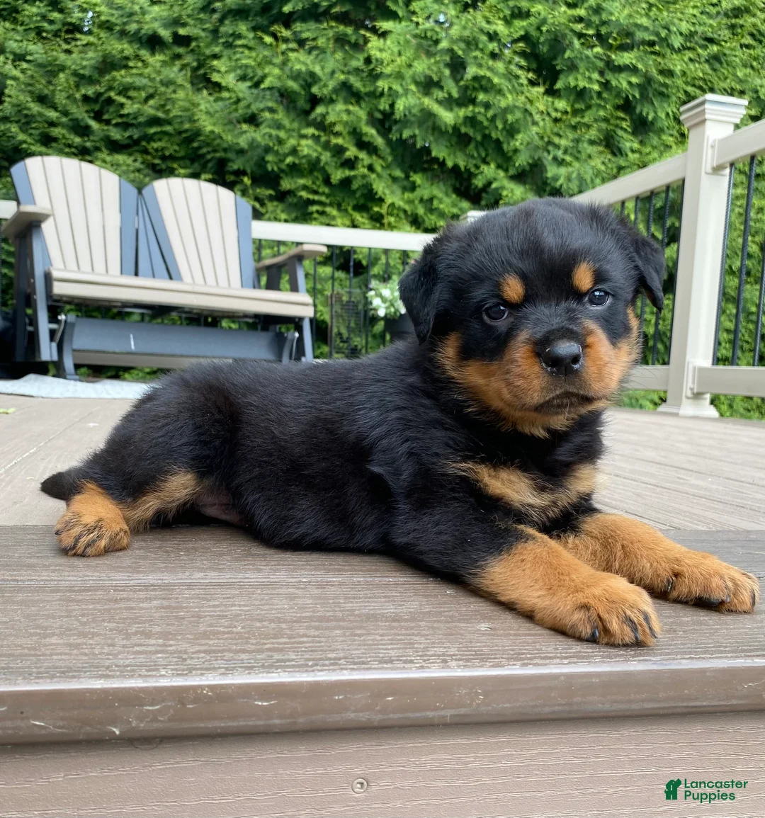 Rottweiler dogs for sale: Fretel  - Ad 1
