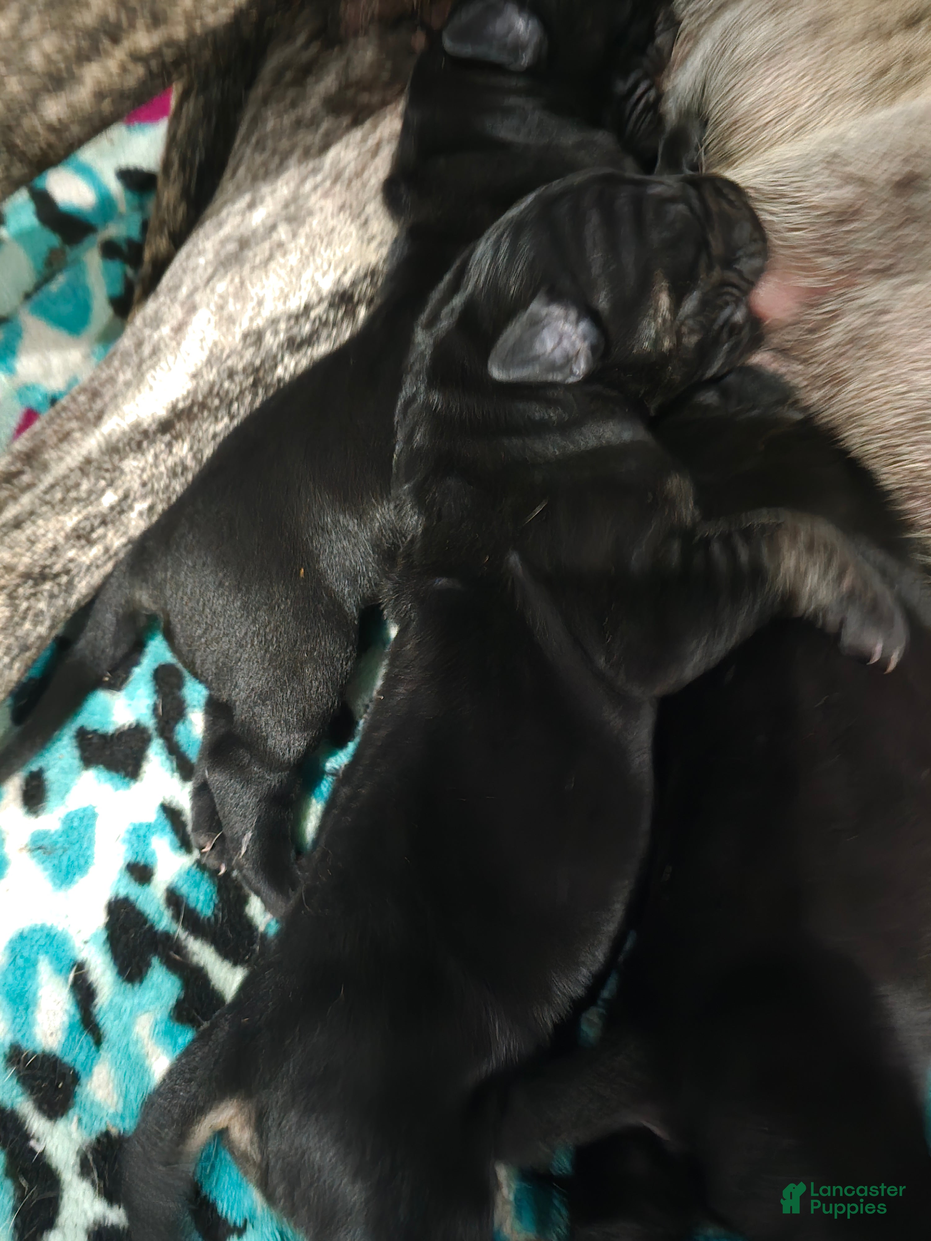 Mixed Breed dogs for sale: Mixed Breed 5 - Ad 4