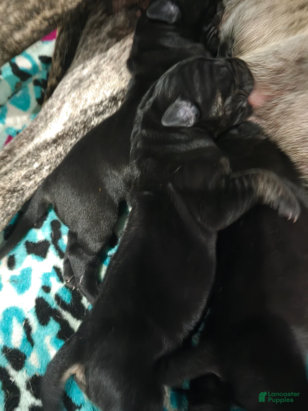 Mixed Breed dogs for sale: Mixed Breed 5 - Ad 1