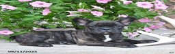 French Bulldog dogs for sale: Finn - Ad 3
