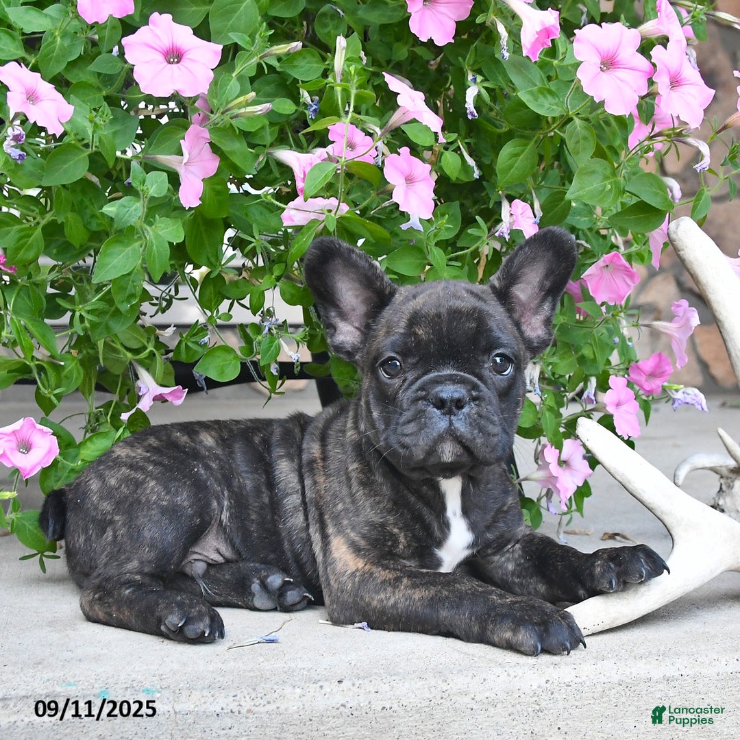 French Bulldog dogs for sale: Finn - Ad 3