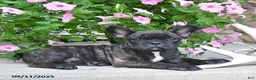 French Bulldog dogs for sale: Finn - Ad 3