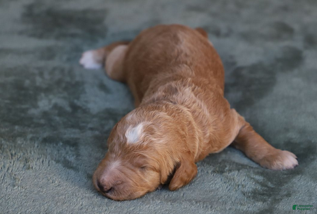 Goldendoodle dogs Atlas - Ad 17