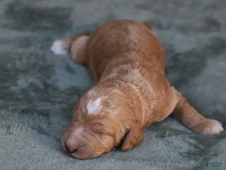 Goldendoodle dogs Atlas - Ad 40