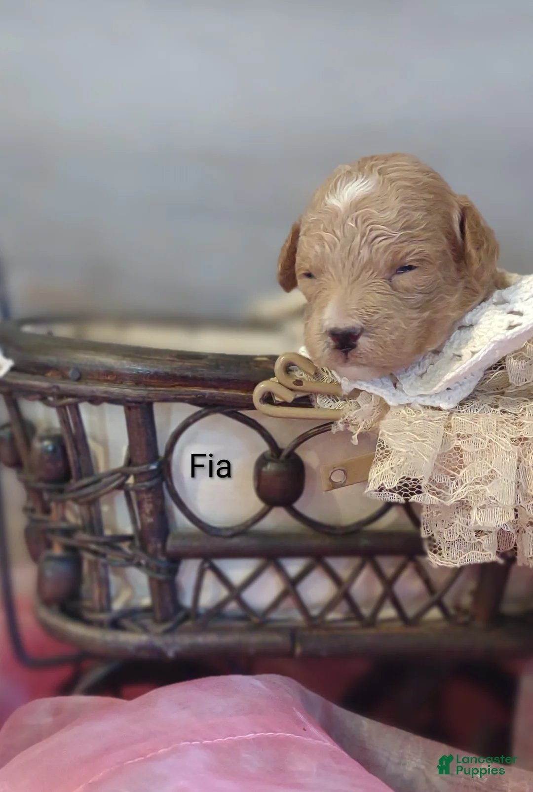 Shihpoo dogs for sale: Fia - Ad 2