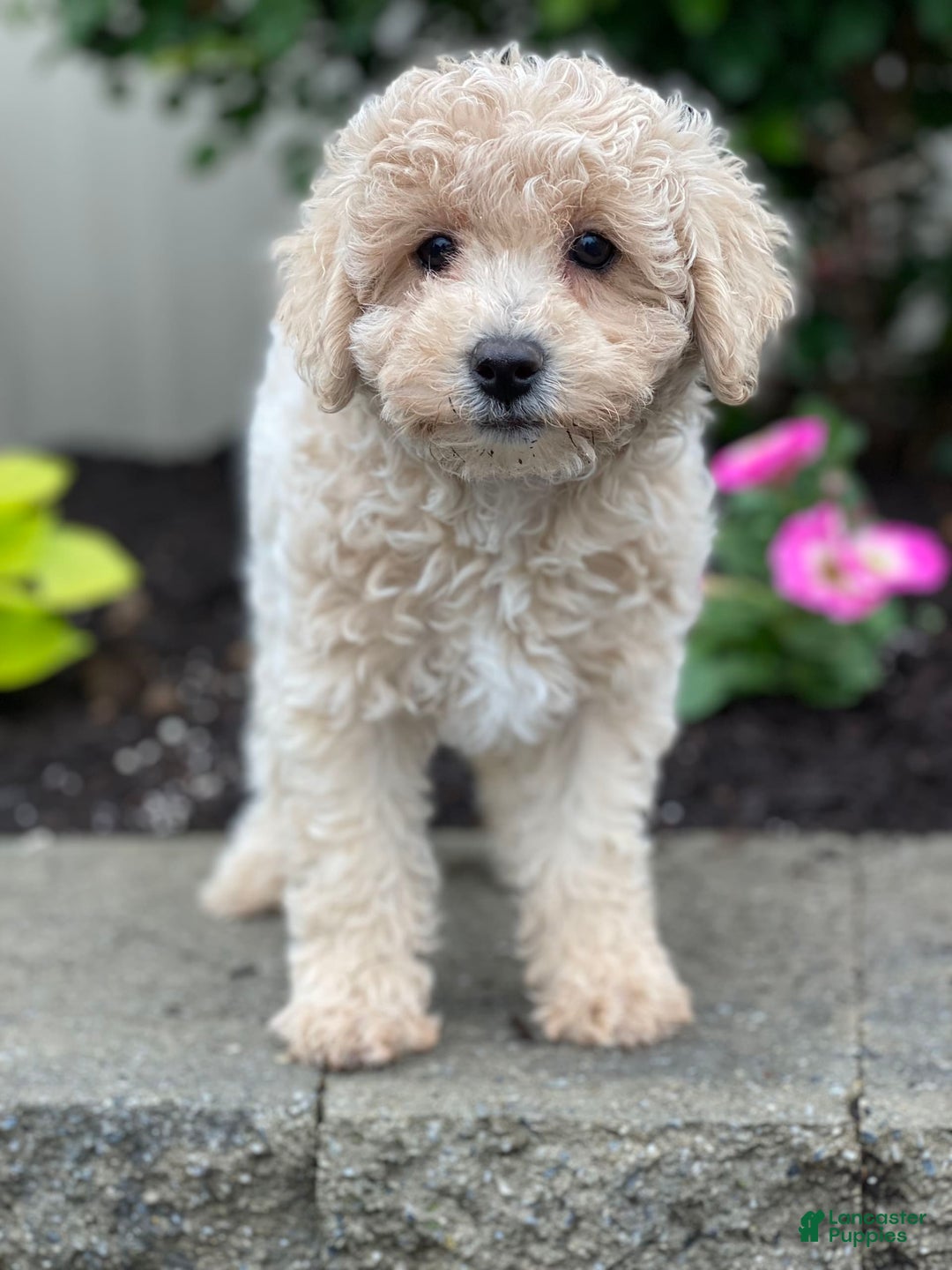 Miniature Poodle dogs for sale: Pansy - Ad 4