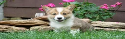 Welsh Corgi Pembroke dogs for sale: Berry - Ad 3