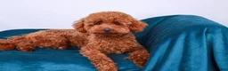 Toy Poodle dogs for sale: Pascal - Ad 5