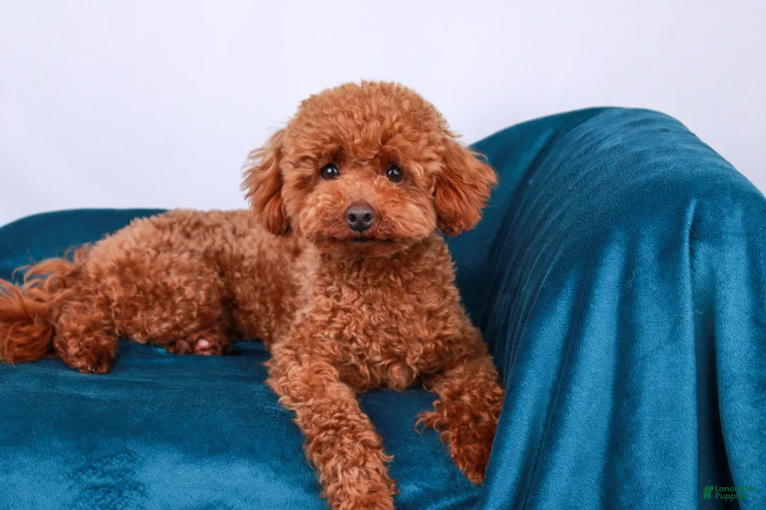 Toy Poodle dogs for sale: Pascal - Ad 5