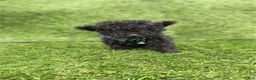 Toy Poodle dogs for sale: Toy Poodle 1 - Ad 3