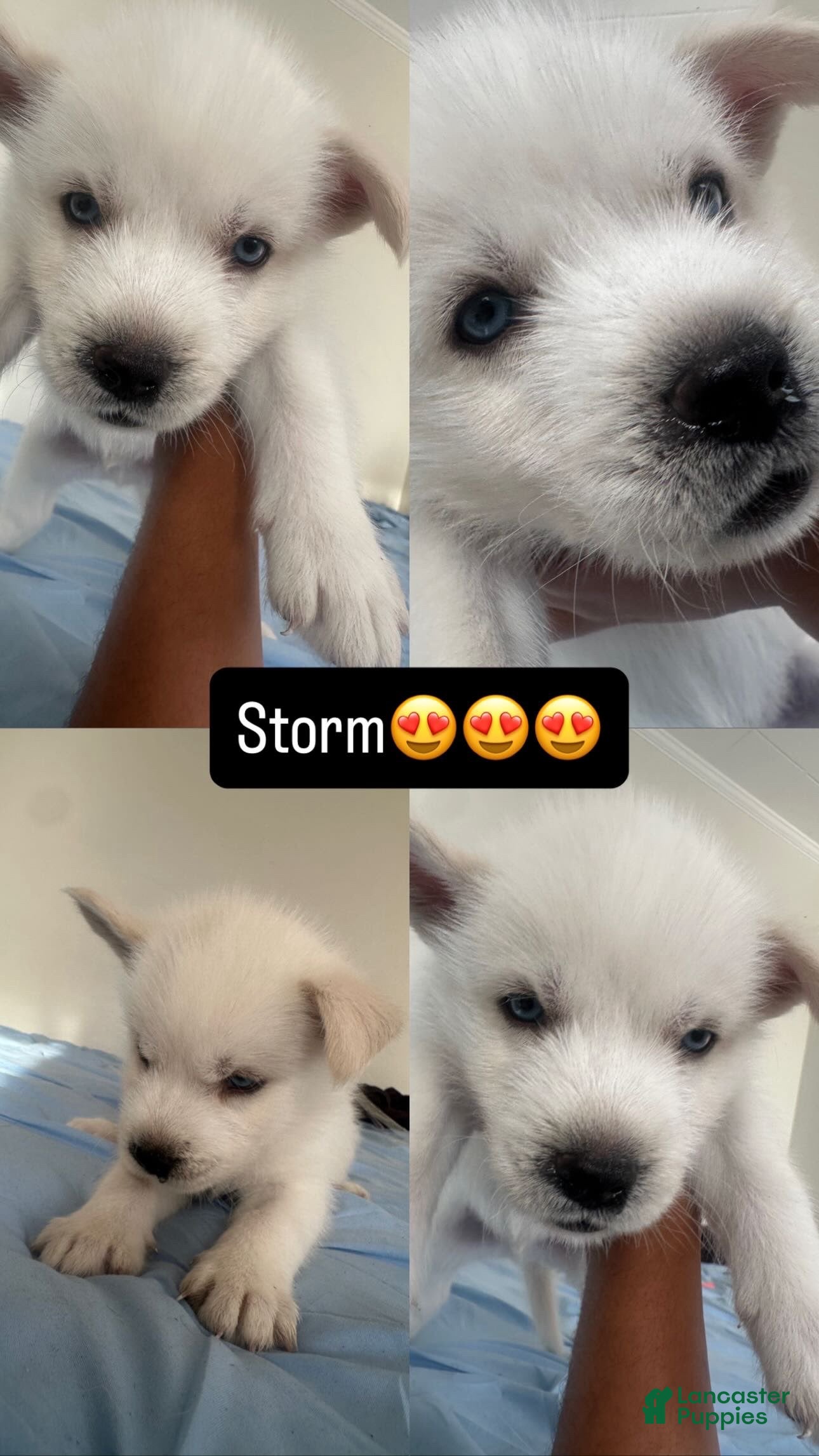 Alaskan Husky dogs Storm - Ad 1