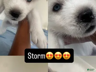Alaskan Husky dogs Storm - Ad 1