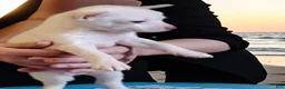 Chihuahua dogs for sale: Frosty - Ad 3