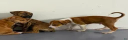 Mixed Breed dogs for sale: Bandogge Tiger Brindle F - Ad 2