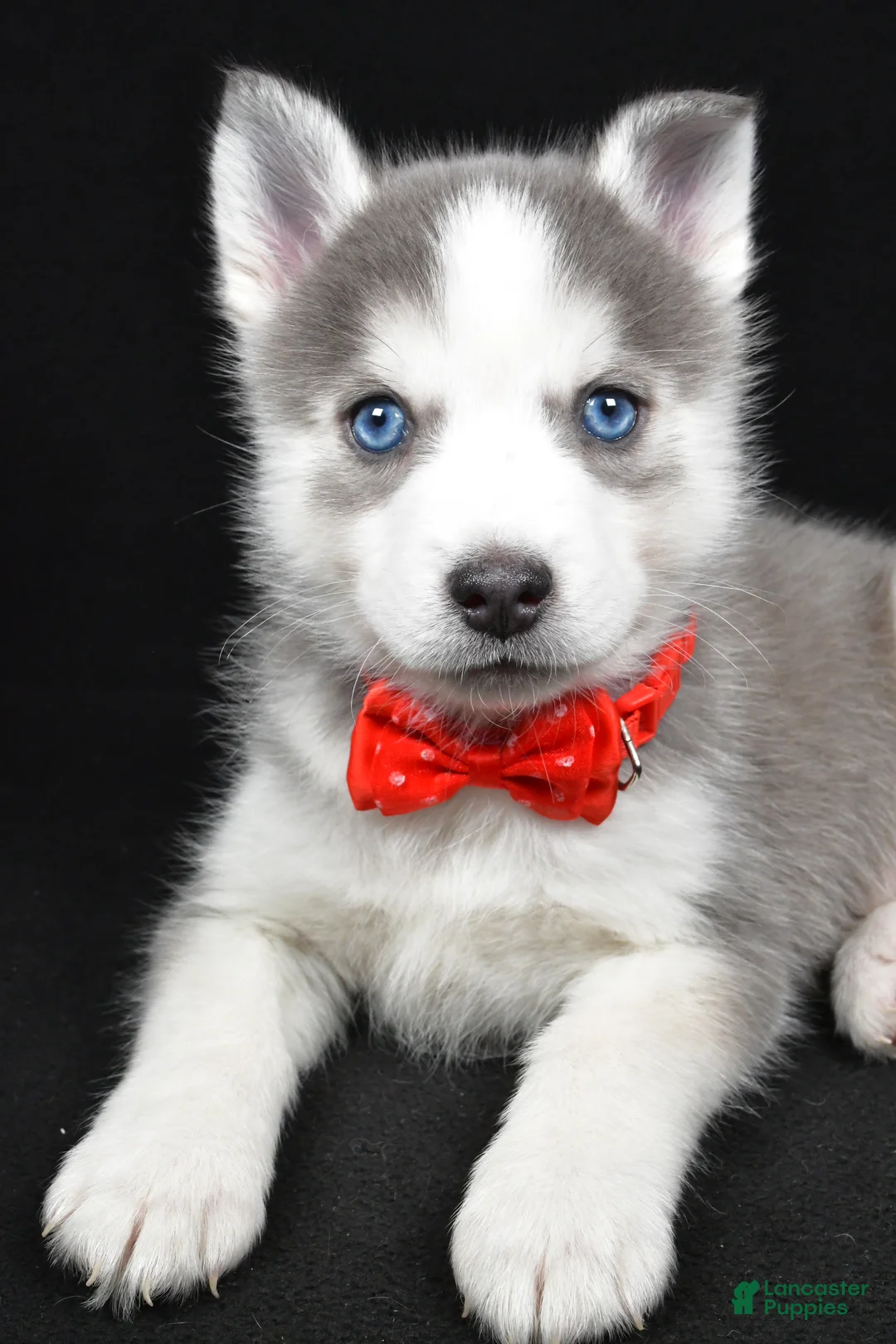 Pomsky dogs for sale: Turbo - Ad 3