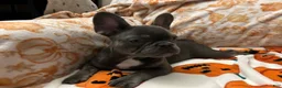 French Bulldog dogs for sale: Charlotte - Ad 3
