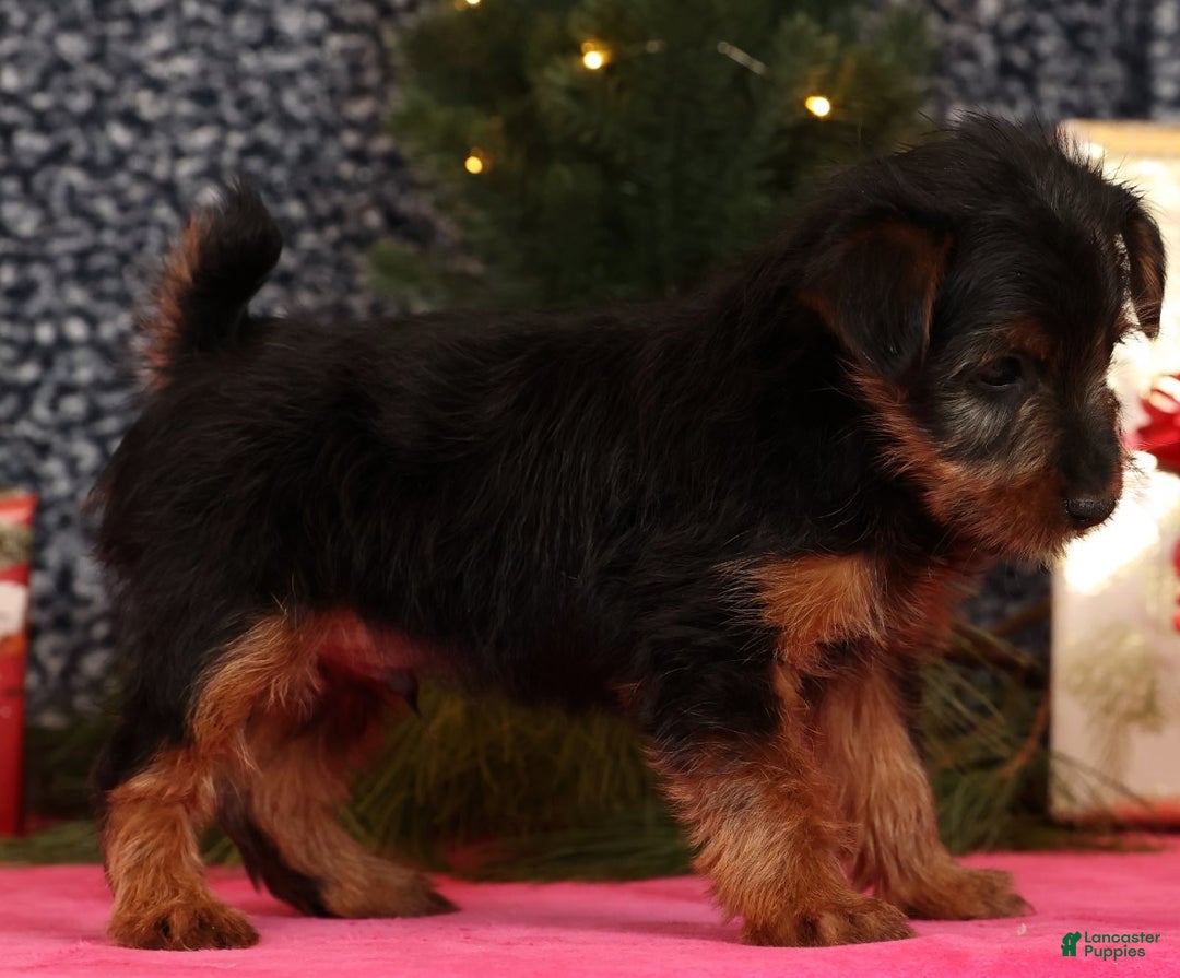 Yorkshire Terrier dogs for sale: Mitch - Ad 3