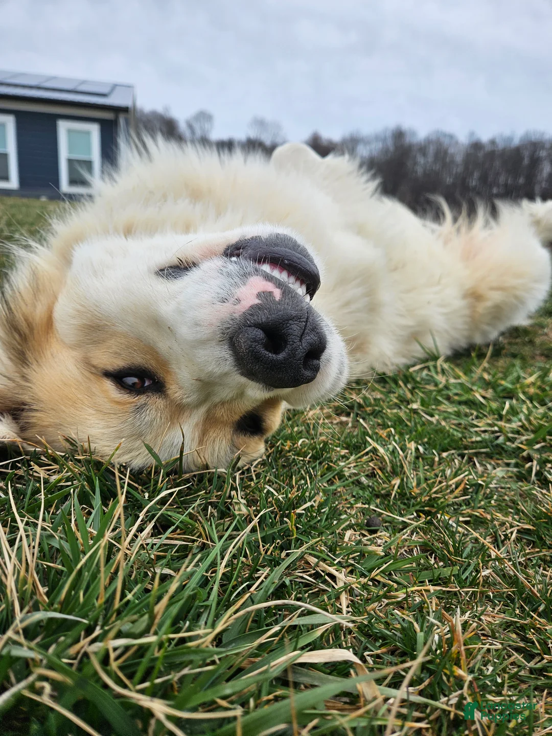 Great Pyrenees dogs for sale: Rudolph - Ad 8
