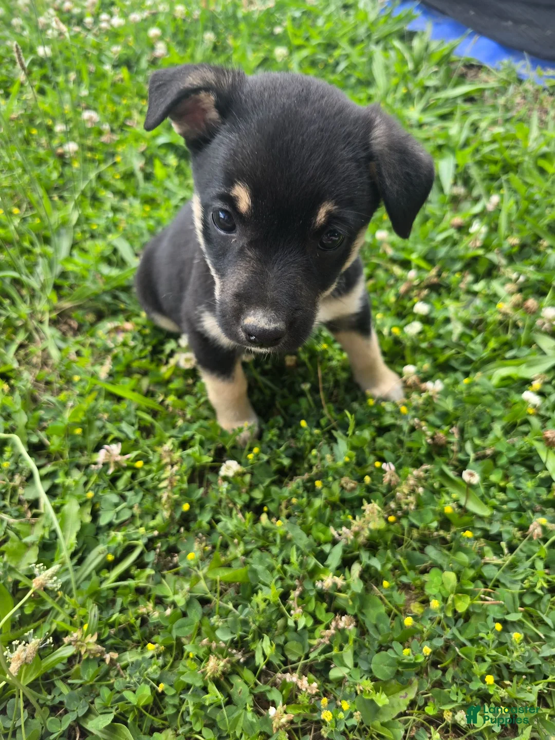Mixed Breed dogs for sale: Mj - Ad 2