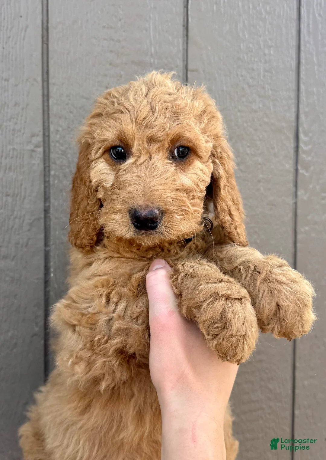 Goldendoodle dogs for sale: Lucas  - Ad 1