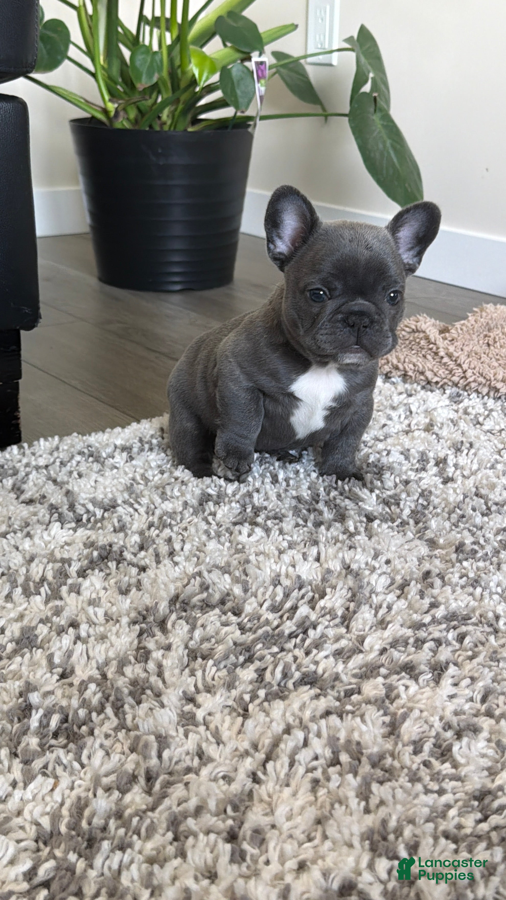 French Bulldog dogs Reef  - Ad 2