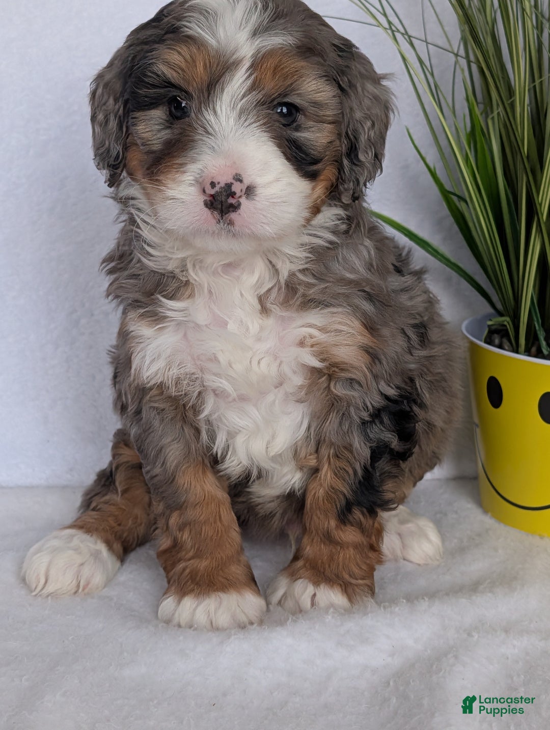Mini Bernedoodle dogs for sale: Mini Baker - Ad 5