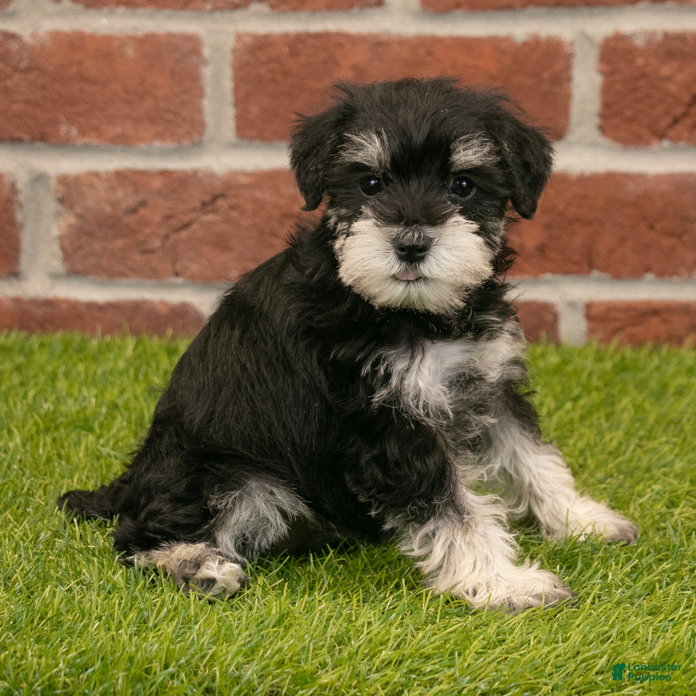 Miniature Schnauzer dogs for sale: Rosie - Ad 8