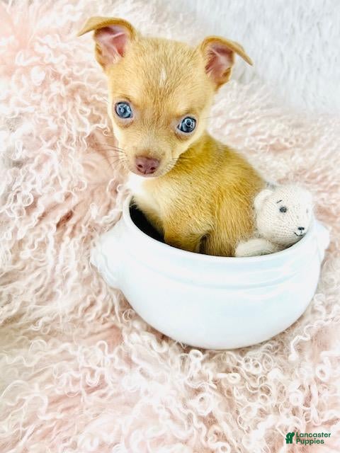 Chihuahua dogs Chihuahua Puppy 2 - Ad 3