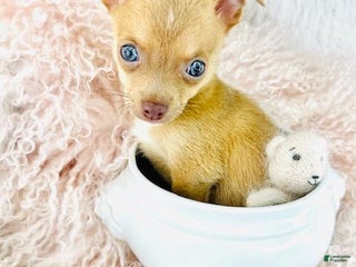 Chihuahua dogs Chihuahua Puppy 2 - Ad 23