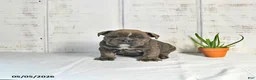 English Bulldog dogs for sale: Poppy - Ad 2