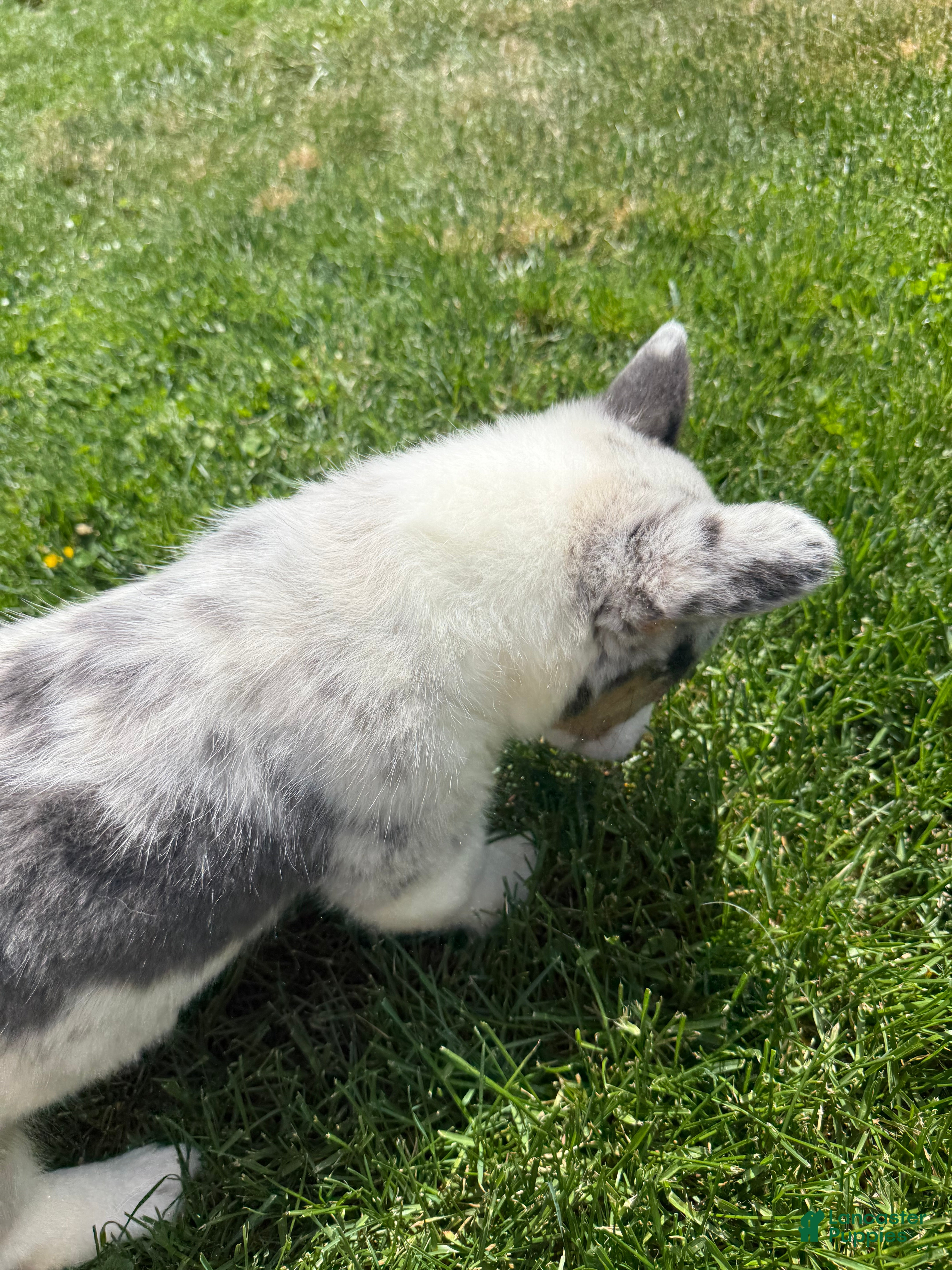 American Corgi dogs for sale: American Corgi Puppy 4 - Ad 6